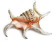 Multi-colored exotic shell