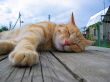 cat paw