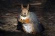 squirrel