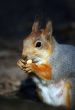 squirrel