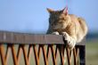 Sleeping cat