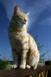 red cat