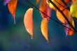 Autumn leaves