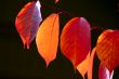 Autumn leaves