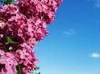 Beautiful lilac bouquet