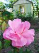 Rose garden