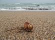 Lonely conch at a beach