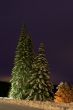 night Fur-trees