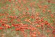 Poppies field