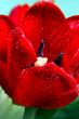 Red tulip in drops of water