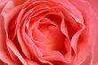 Rose H