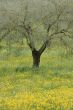 Olive tree and flowers