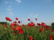 Spring poppies
