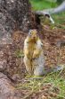 Ground Squirrel 2