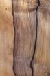 Wood Texture: Black Heart Sassafras