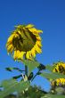 Wilting Sunflowers