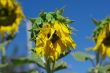 Wilting Sunflowers