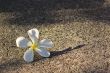 Frangipani flower