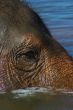 Elephant`s Eye