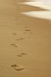 Footprints in the Beach Sand at Sunset