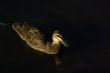 Chiaroscuro Duck