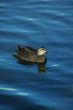Lone Duck