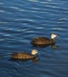 Pacific Black Ducks - Anas superciliosa