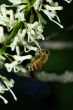 Bee on a Macadamia Flower