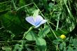 Blue butterfly