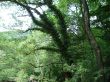 Feathery tree