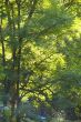 deciduous forest in summer