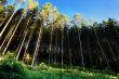 green coniferous wood with foliage