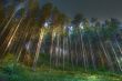 coniferous wood with fog