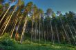 coniferous wood with fog and dark blue sky