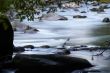 little creek with many stones and foliage
