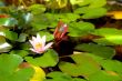 white water lily