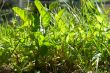 green grass in bright sunlight in summer