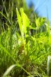 grass in bright sunlight in summer with blue sky