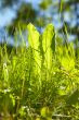 grass in bright sunlight in summer with sky