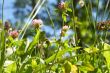 red clover in bright sunlight with blue sky