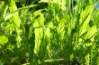 grass in bright sunlight in summer