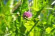 red clover and green grass