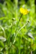 yellow flower and green grass
