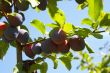 plums on a tree