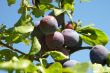 plums on a tree in bright sunlight