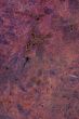 Wood Texture: Jarrah