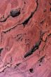 Wood Texture: Red Gum Burl