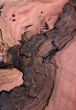 Wood Texture: Red Gum Burl