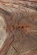 Wood Texture: Camphor Laurel