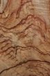 Wood Texture: Camphor Laurel
